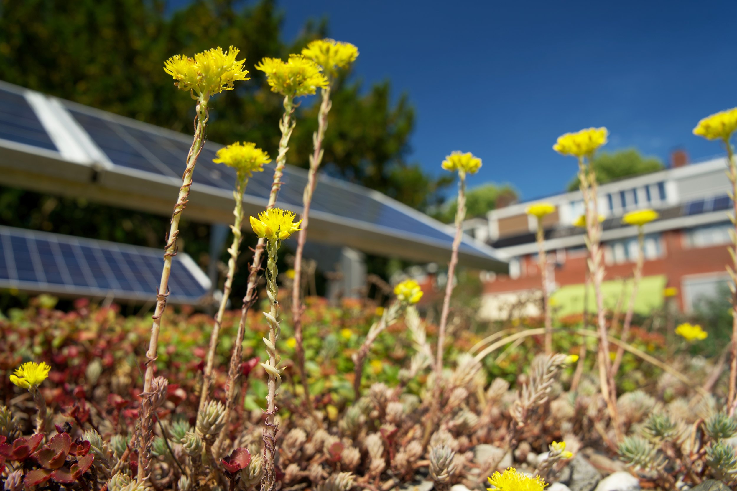 Flowers on a green roof in the foreground with solar panels in the background