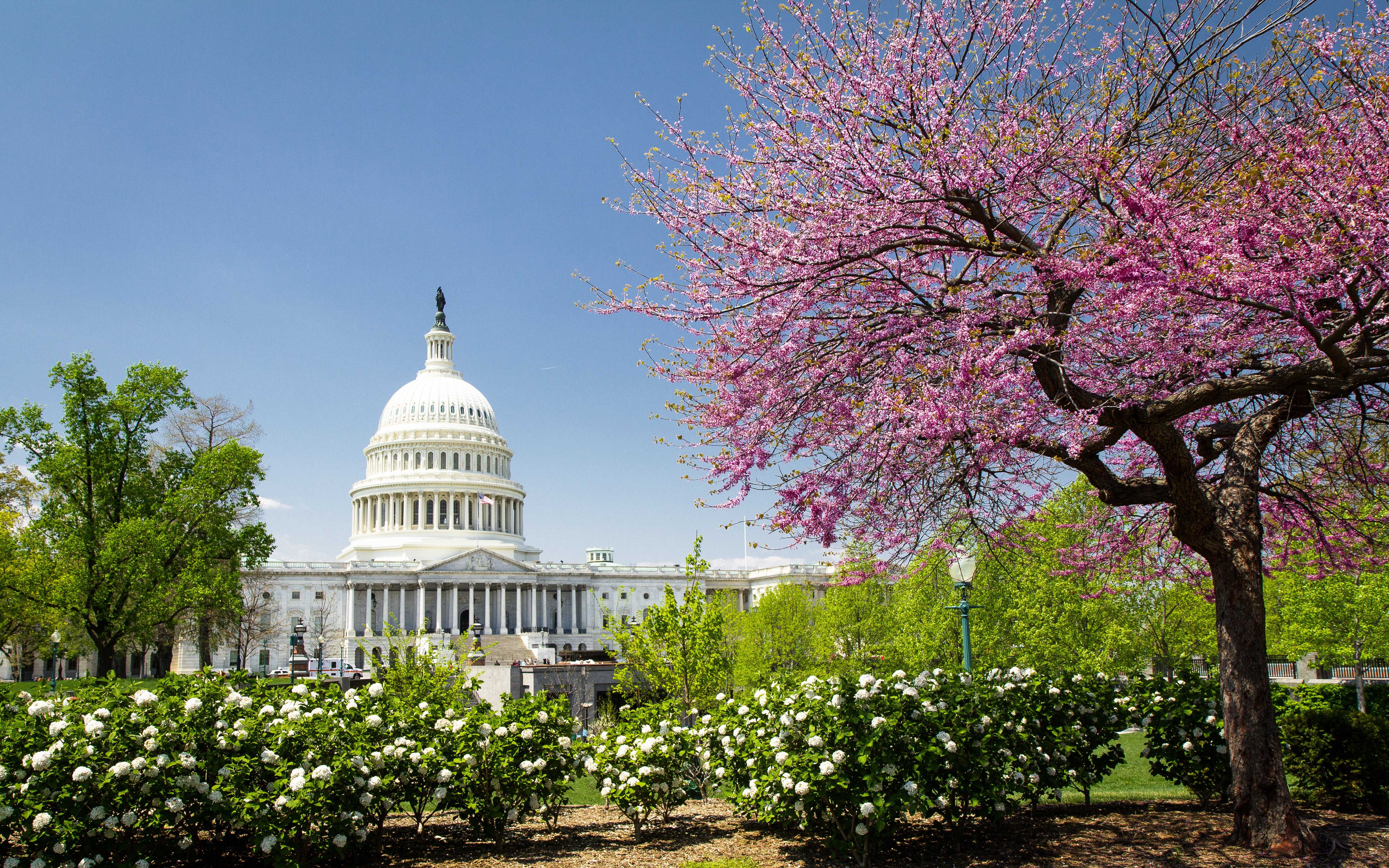 Capitol building in Washington DC with cherry blossom tree in the foreground. 